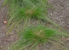 Attēlu rezultāti vaicājumam “Trichia alpina sessile”