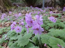 Attēlu rezultāti vaicājumam “Primula”