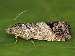 Attēlu rezultāti vaicājumam “Cydia splendana”