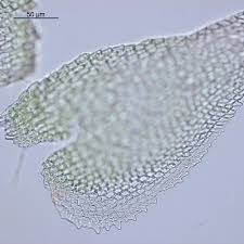 Attēlu rezultāti vaicājumam “Myurella julacea”