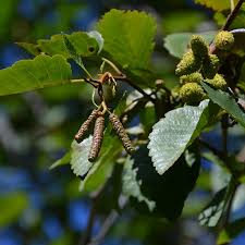 Attēlu rezultāti vaicājumam “Alnus incana leaf”
