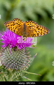 Attēlu rezultāti vaicājumam “Argynnis aglaja upperside”