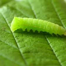 Attēlu rezultāti vaicājumam “Amphipyra pyramidea”