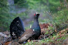Attēlu rezultāti vaicājumam “Tetrao urogallus”