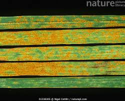 Attēlu rezultāti vaicājumam “Puccinia coronata”