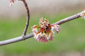 Attēlu rezultāti vaicājumam “Acer rufinerve flower”