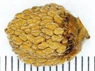 Attēlu rezultāti vaicājumam “Scheuchzeriaceae”