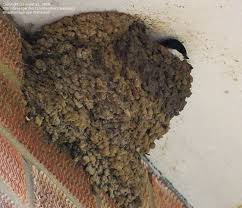 Attēlu rezultāti vaicājumam “Delichon urbicum nest”