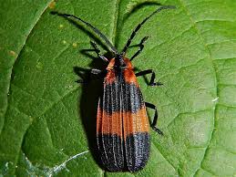 Attēlu rezultāti vaicājumam “Lycidae”