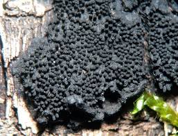 Attēlu rezultāti vaicājumam “Anthostoma decipiens”