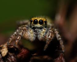 Attēlu rezultāti vaicājumam “Xanthogramma sp.”