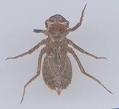 Attēlu rezultāti vaicājumam “Libellula quadrimaculata exuvia”