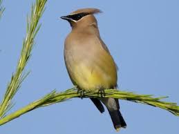 Attēlu rezultāti vaicājumam “Bombycilla garrulus adult”