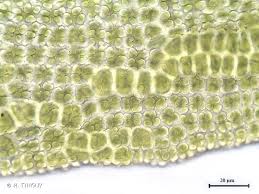 Attēlu rezultāti vaicājumam “Gymnostomum aeruginosum”