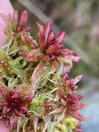 Attēlu rezultāti vaicājumam “Sphagnum magellanicum”