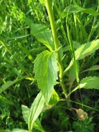 Attēlu rezultāti vaicājumam “Erigeron annuus leaf”
