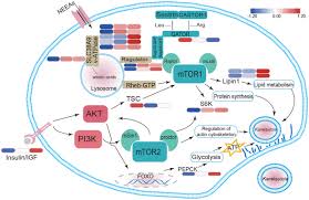 Attēlu rezultāti vaicājumam “Aleurochiton aceris nymph”