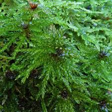 Attēlu rezultāti vaicājumam “Bryales”