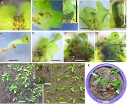 Attēlu rezultāti vaicājumam “Seligeria donniana sporophyte”