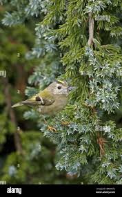Attēlu rezultāti vaicājumam “Regulus regulus adult”
