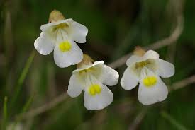 Attēlu rezultāti vaicājumam “Pinguicula alpina flower”