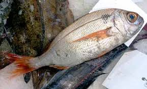 Image result for Pagellus bogaraveo