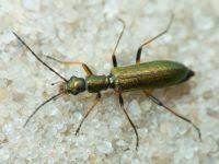Attēlu rezultāti vaicājumam “Chrysanthia geniculata”