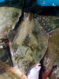 Image result for Pleuronectes platessa