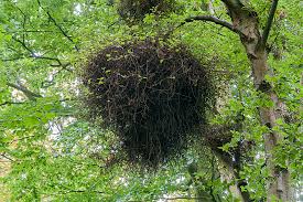 Attēlu rezultāti vaicājumam “Taphrina betulina”