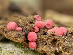 Attēlu rezultāti vaicājumam “Lycogala roseosporum”