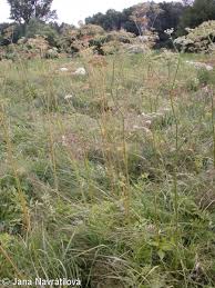 Attēlu rezultāti vaicājumam “Angelica palustris”