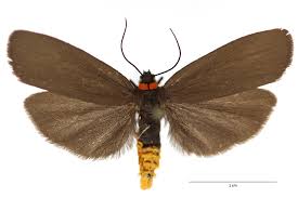 Attēlu rezultāti vaicājumam “Atolmis rubricollis”