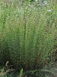 Attēlu rezultāti vaicājumam “Silene tatarica”