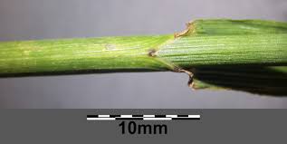 Attēlu rezultāti vaicājumam “Carex sylvatica leaf”