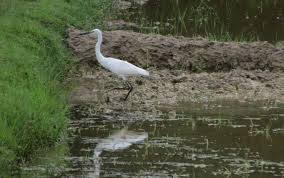 Attēlu rezultāti vaicājumam “Bubulcus ibis”