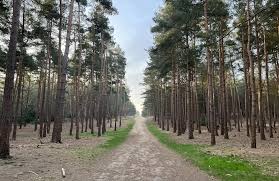 Image result for Bracknell Forest Runners