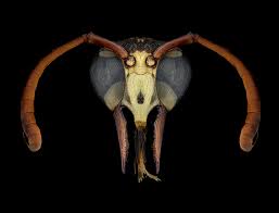 Attēlu rezultāti vaicājumam “Dianema depressum macro”