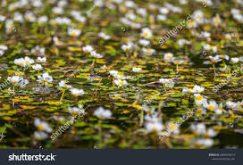 Attēlu rezultāti vaicājumam “Batrachium circinatum”