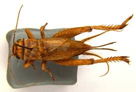 Attēlu rezultāti vaicājumam “Gryllus domesticus”