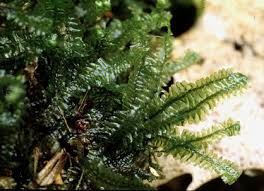 Attēlu rezultāti vaicājumam “Bazzania trilobata”