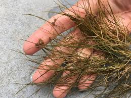 Attēlu rezultāti vaicājumam “Stuckenia filiformis”