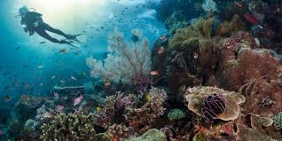 Image result for Looe Diving Club