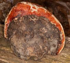 Attēlu rezultāti vaicājumam “Fomitopsis pinicola”