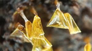 Attēlu rezultāti vaicājumam “Trichia, Hemitrichia sp.”