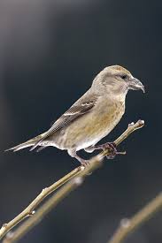 Image result for Loxia curvirostra