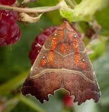 Attēlu rezultāti vaicājumam “Scoliopteryx libatrix”