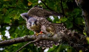 Image result for Herts Falcons