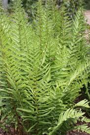 Attēlu rezultāti vaicājumam “Dryopteris”