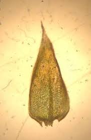 Attēlu rezultāti vaicājumam “Sciuro-hypnum curtum sporophyte”