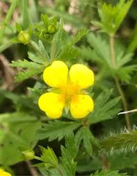 Attēlu rezultāti vaicājumam “Potentilla erecta flower”